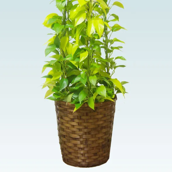 ポトスライムタワー(籐かご付、ダークブラウン色)　Lサイズ３