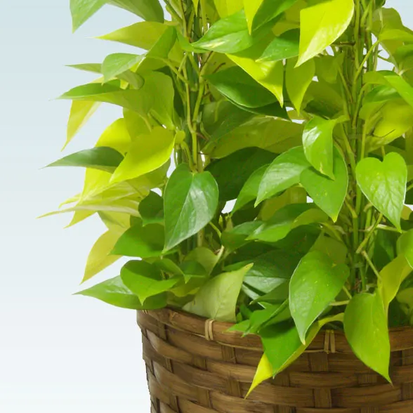 ポトスライムタワー(籐かご付、ダークブラウン色)　Lサイズ６