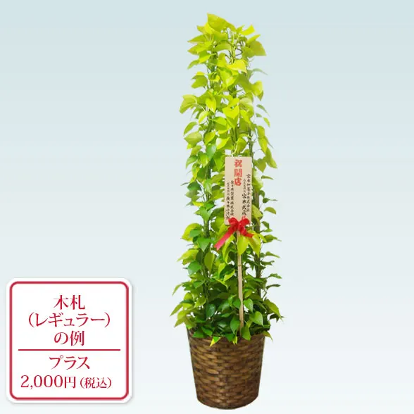 ポトスライムタワー(籐かご付、ダークブラウン色)　Lサイズ９