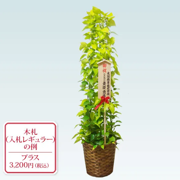 ポトスライムタワー(籐かご付、ダークブラウン色)　Lサイズ１０