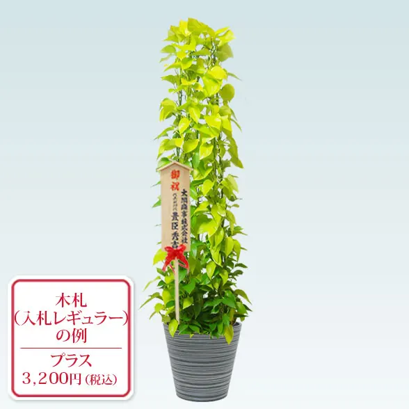 ポトスライムタワー(ラスターポット付)　Lサイズ10