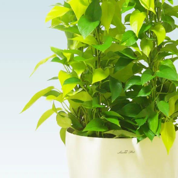 ポトスライムタワー(ラスターポット付)　Lサイズ6