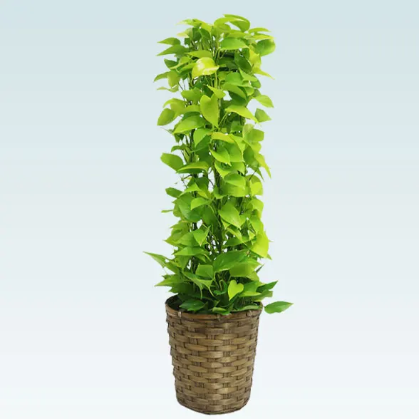 ポトスライムタワー(籐かご付、ダークブラウン色)　Ｍサイズ３