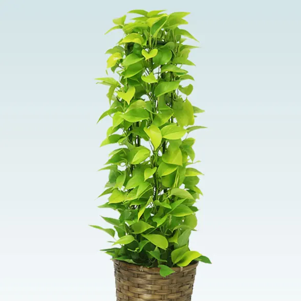 ポトスライムタワー(籐かご付、ダークブラウン色)　Ｍサイズ４