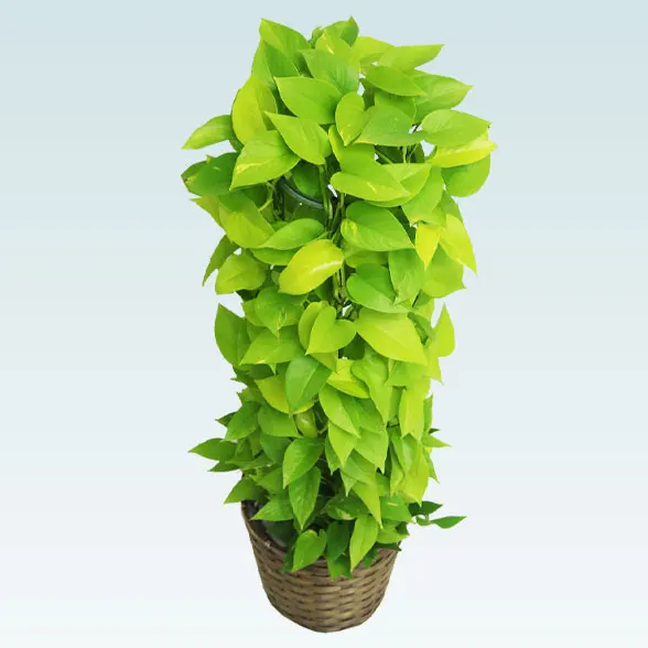 ポトスライムタワー(籐かご付、ダークブラウン色)　Ｍサイズ５