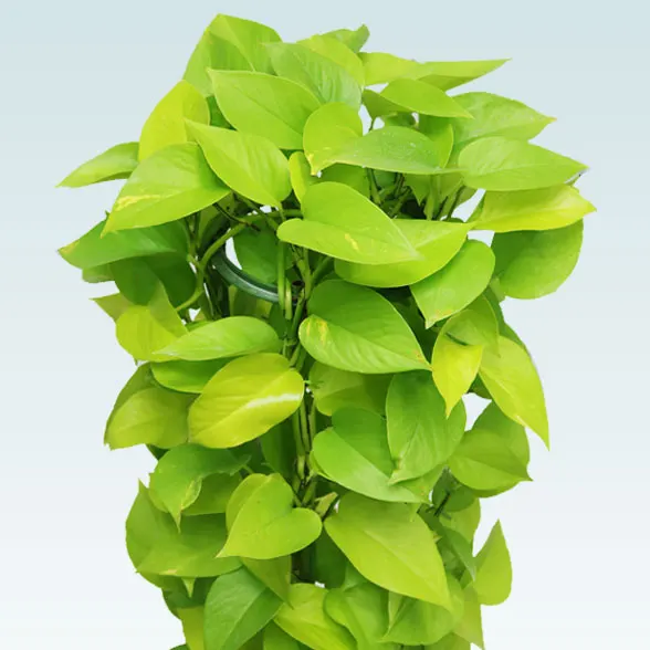 ポトスライムタワー(籐かご付、ダークブラウン色)　Ｍサイズ７