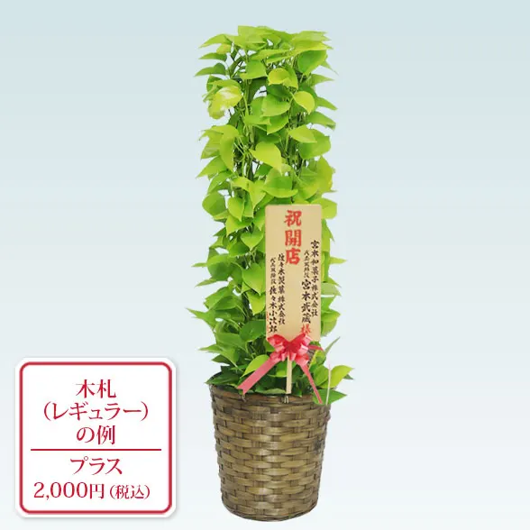 ポトスライムタワー(籐かご付、ダークブラウン色)　Ｍサイズ９