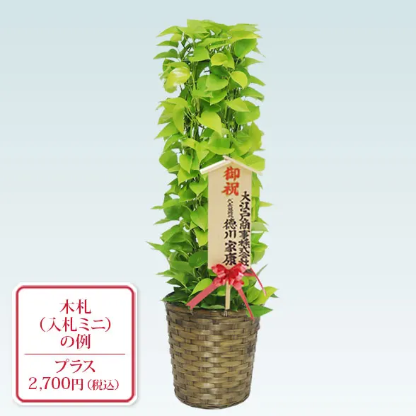 ポトスライムタワー(籐かご付、ダークブラウン色)　Ｍサイズ１０