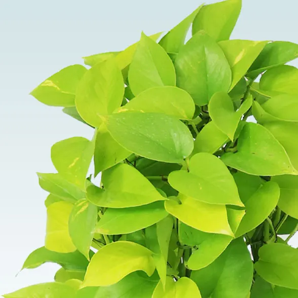 ポトスライムタワー(籐かご付、ダークブラウン色)　Ｍサイズ１２