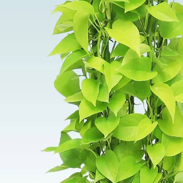 ポトスライムタワー(籐かご付、ダークブラウン色)　Ｍサイズ１８