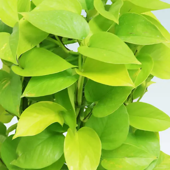 ポトスライムタワー(籐かご付、ダークブラウン色)　Ｍサイズ２３