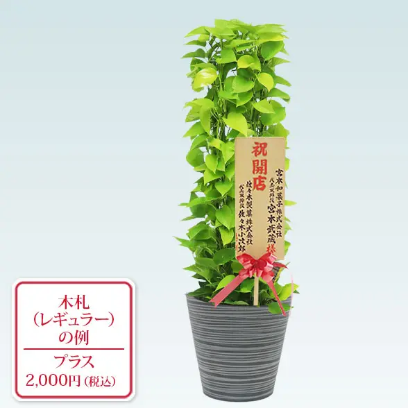 ポトスライムタワー(エコフレンドリーポット付)　Ｍサイズ　レギュラー札付き