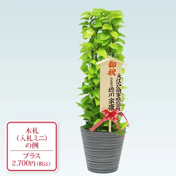 ポトスライムタワー(エコフレンドリーポット付)　Ｍサイズ　入札付き