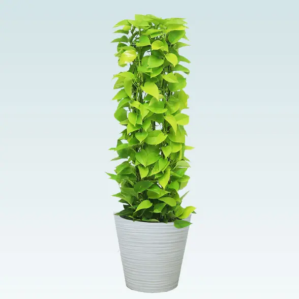 ポトスライムタワー(エコフレンドリーポット付)　Ｍサイズ　ホワイト