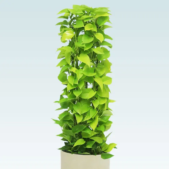 ポトスライムタワー(Uポット型、グラスファイバー製鉢カバー付) M