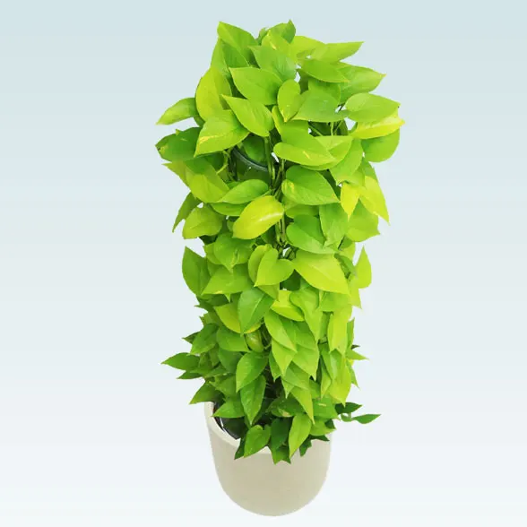 ポトスライムコンパクトしろ吉次回発送です。 ポトスライムタワー(Uポット型、グラスファイバー製鉢カバー付