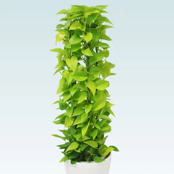 ポトスライムタワー(ラスターポット付)　Ｍサイズ4