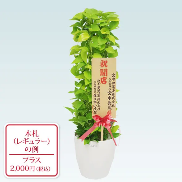 ポトスライムタワー(ラスターポット付)　Ｍサイズ9