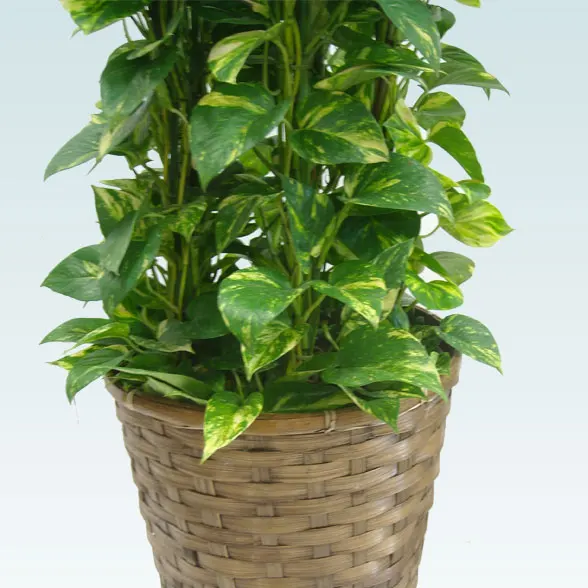 ポトスタワー(籐かご付、ダークブラウン色)　Lサイズ６