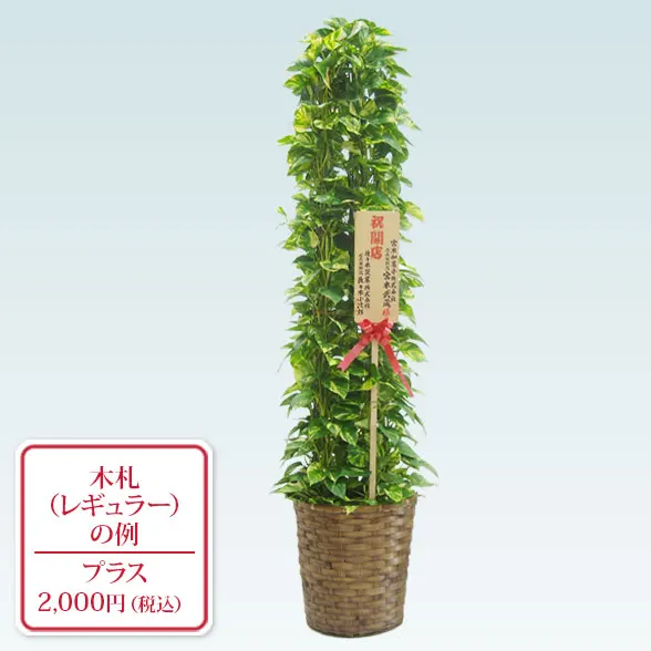 ポトスタワー(籐かご付、ダークブラウン色)　Lサイズ９