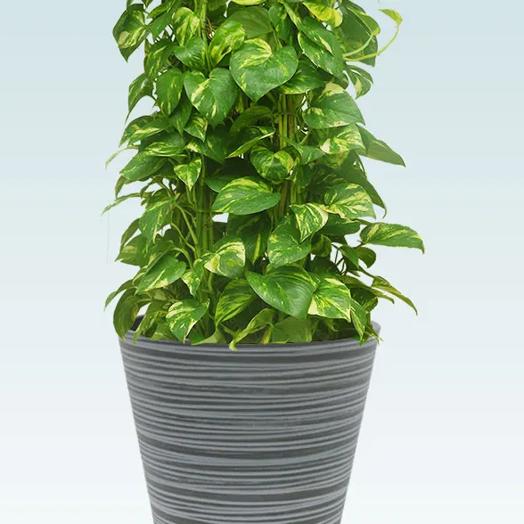 ポトスタワー(エコフレンドリーポット付)　Lサイズ6