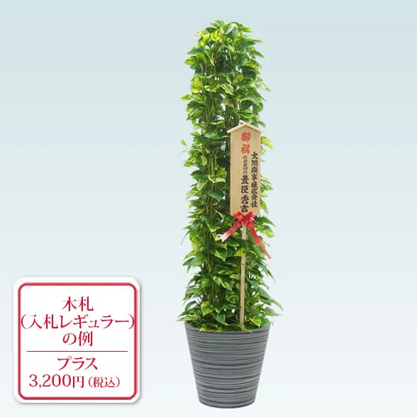 ポトスタワー(エコフレンドリーポット付)　Lサイズ10