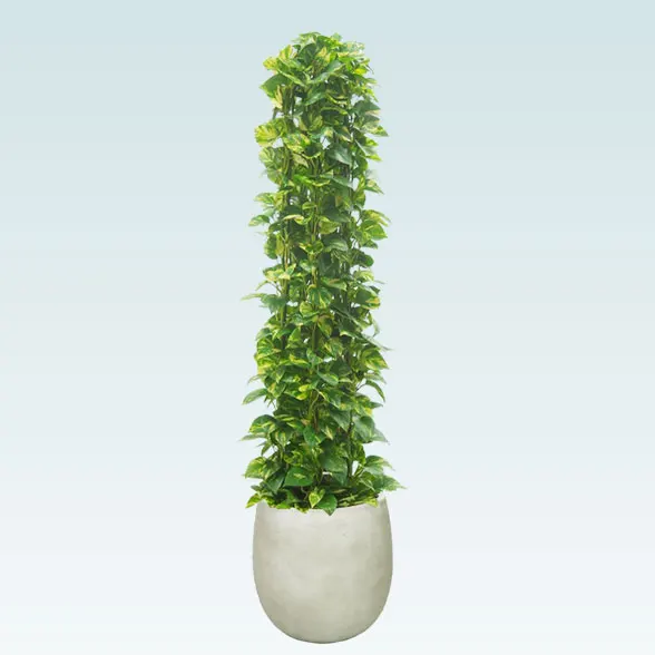 ポトスタワー(バルーン型、グラスファイバー製鉢カバー付)　Lサイズ１