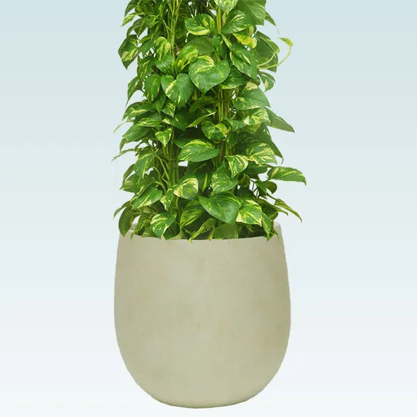 ポトスタワー(バルーン型、グラスファイバー製鉢カバー付)　Lサイズ６