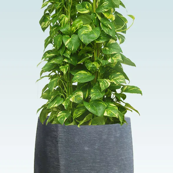 ポトスタワー(ラグジュアリー型、グラスファイバー製鉢カバー付)　Lサイズ　ブラック　拡大