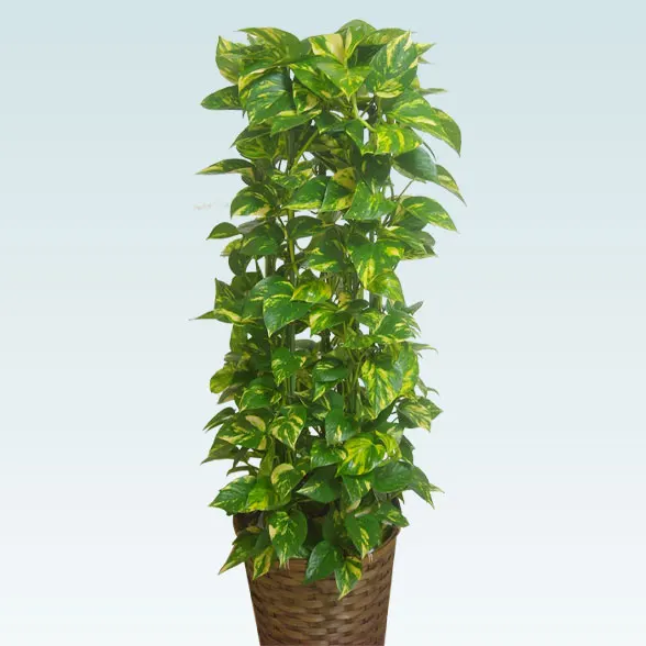 ポトスタワー(籐かご付、ダークブラウン色)　Ｍサイズ2