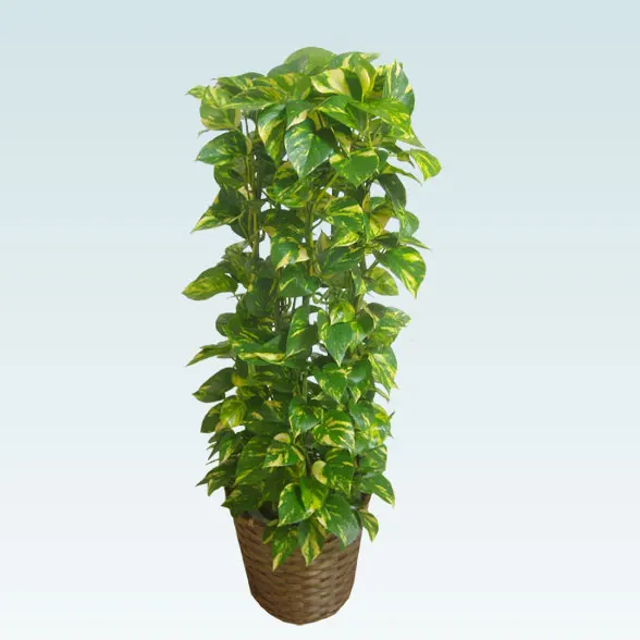 ポトスタワー(籐かご付、ダークブラウン色)　Ｍサイズ3