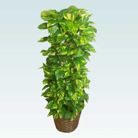 ポトスタワー(籐かご付、ダークブラウン色)　Ｍサイズ9