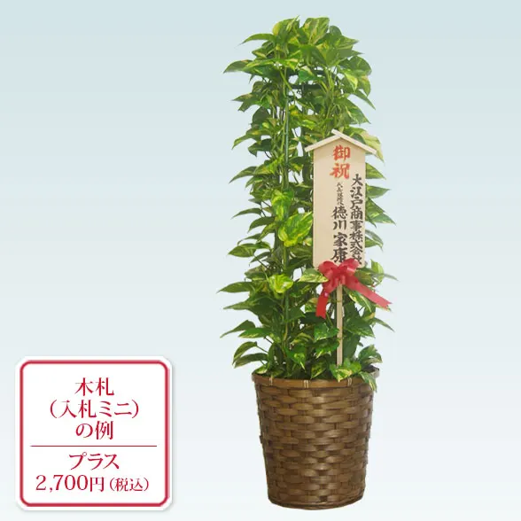 ポトスタワー(籐かご付、ダークブラウン色)　Ｍサイズ16