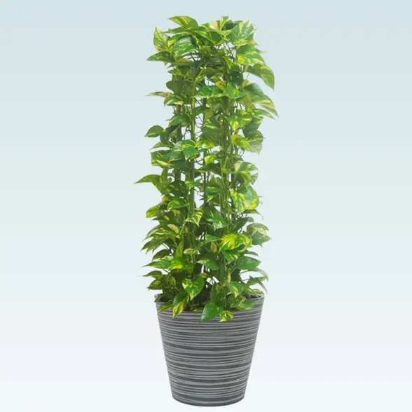 ポトスタワー(エコフレンドリーポット付)　Ｍサイズ