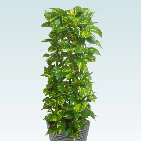 ポトスタワー(エコフレンドリーポット付)　Ｍサイズ　拡大