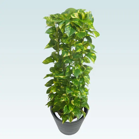 ポトスタワー(エコフレンドリーポット付)　Ｍサイズ　上から