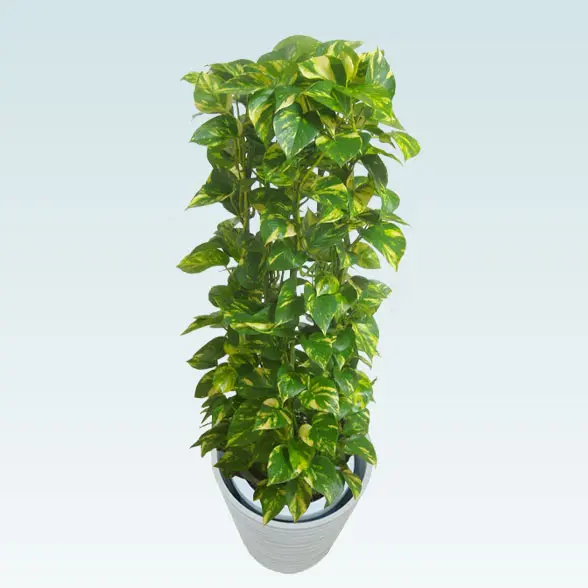 ポトスタワー(エコフレンドリーポット付)　Ｍサイズ　ホワイト　上から