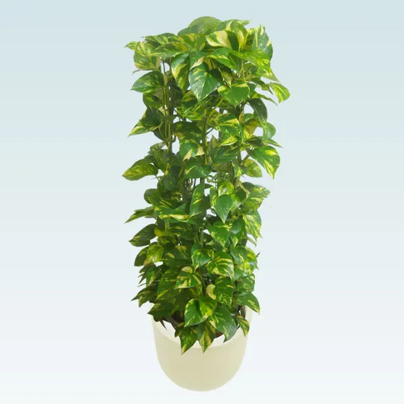 ポトスタワー(Uポット型、グラスファイバー製鉢カバー付)　Ｍサイズ3