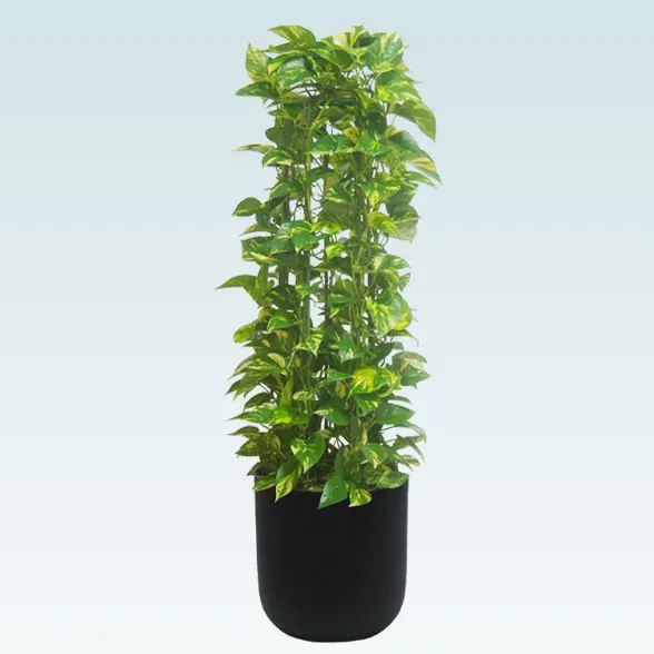 ポトスタワー(Uポット型、グラスファイバー製鉢カバー付)　Ｍサイズ91