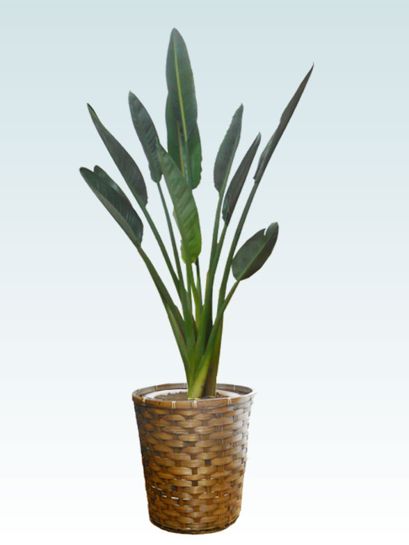 ストレリチア レギネの育て方 観葉植物の通販 販売のオアシス