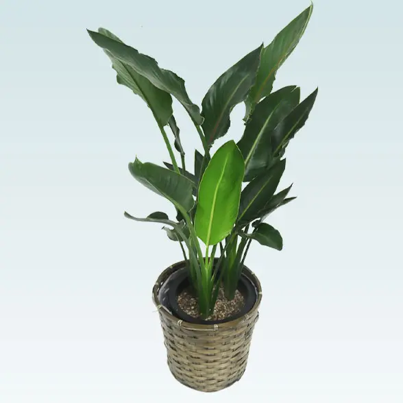 ストレリチア・レギネ(籐かご付、ダークブラウン色)　Ｍサイズ　左横から