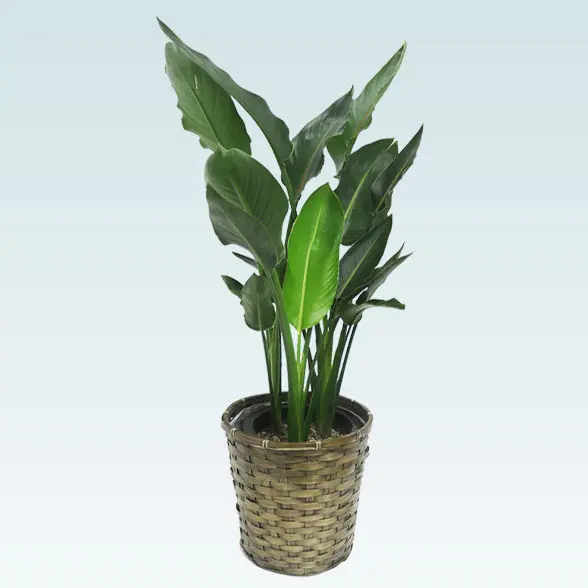 ストレリチア・レギネ(籐かご付、ダークブラウン色)　Ｍサイズ　左から