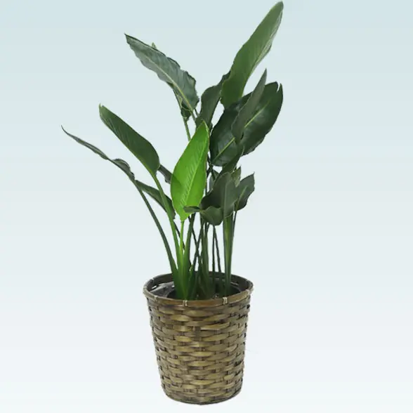 ストレリチア・レギネ(籐かご付、ダークブラウン色)　Ｍサイズ　右から