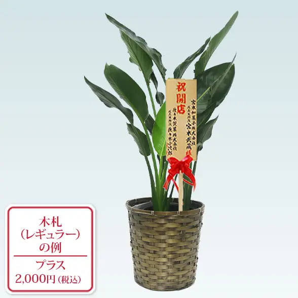 ストレリチア・レギネ(籐かご付、ダークブラウン色)　Ｍサイズ　レギュラー札付き