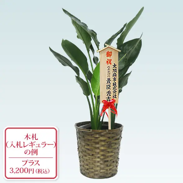 ストレリチア・レギネ(籐かご付、ダークブラウン色)　Ｍサイズ　入札付き