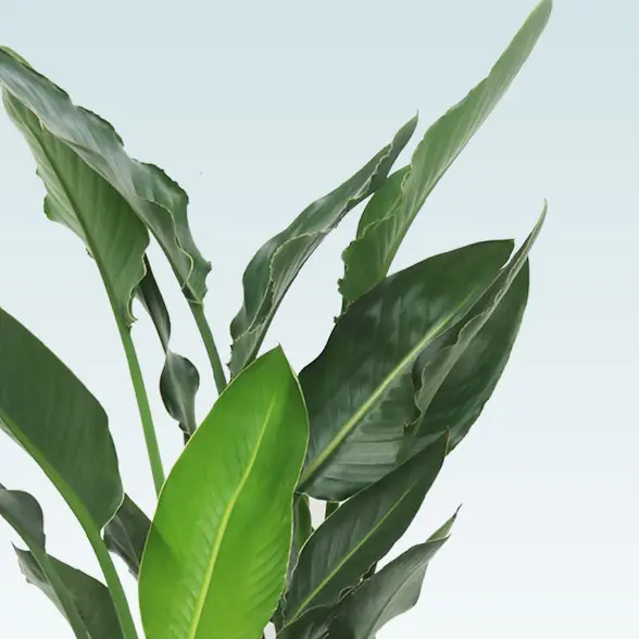 ストレリチア・レギネ(籐かご付、ダークブラウン色)　Ｍサイズ　葉っぱさらに拡大