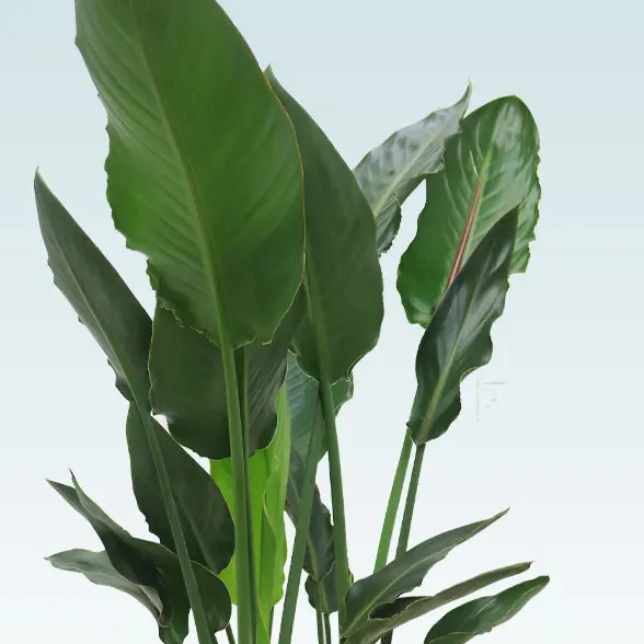 ストレリチア・レギネ(籐かご付、ダークブラウン色)　Ｍサイズ　葉っぱ」したから