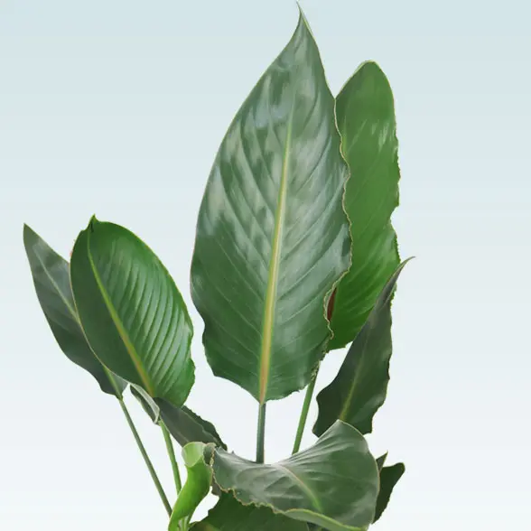 ストレリチア・レギネ(籐かご付、ダークブラウン色)　Ｍサイズ　葉っぱ上から