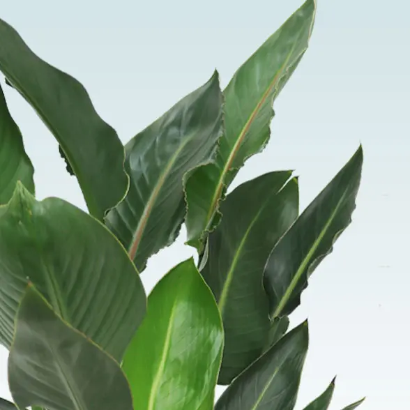 ストレリチア・レギネ(籐かご付、ダークブラウン色)　Ｍサイズ　葉っぱ中心部