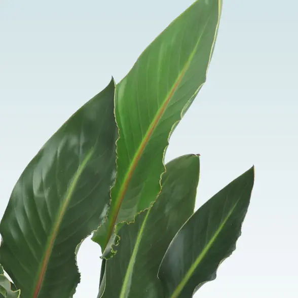 ストレリチア・レギネ(籐かご付、ダークブラウン色)　Ｍサイズ　葉っぱ詳細